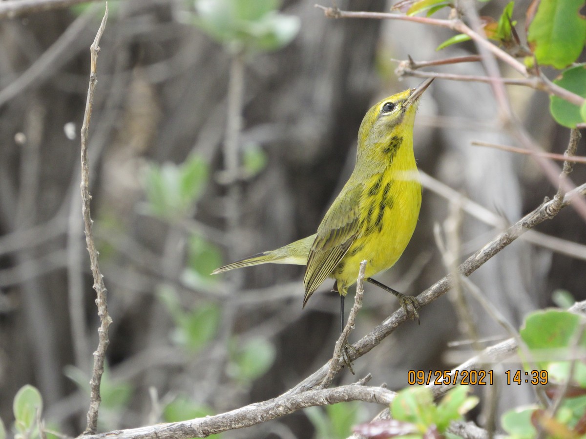 Prairie Warbler - Vivian F. Moultrie