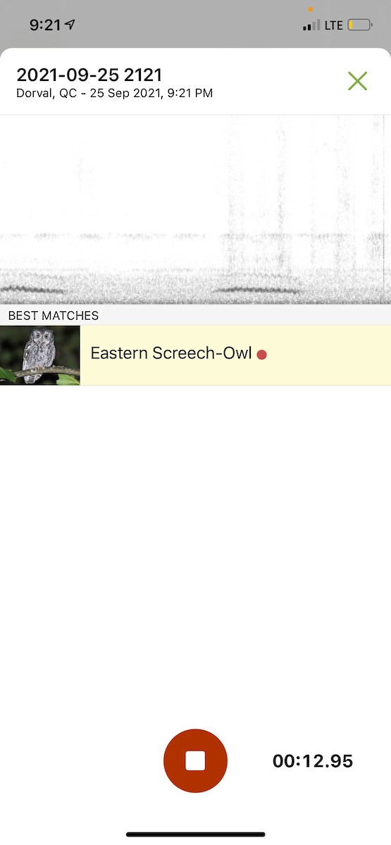 Eastern Screech-Owl - ML372533721