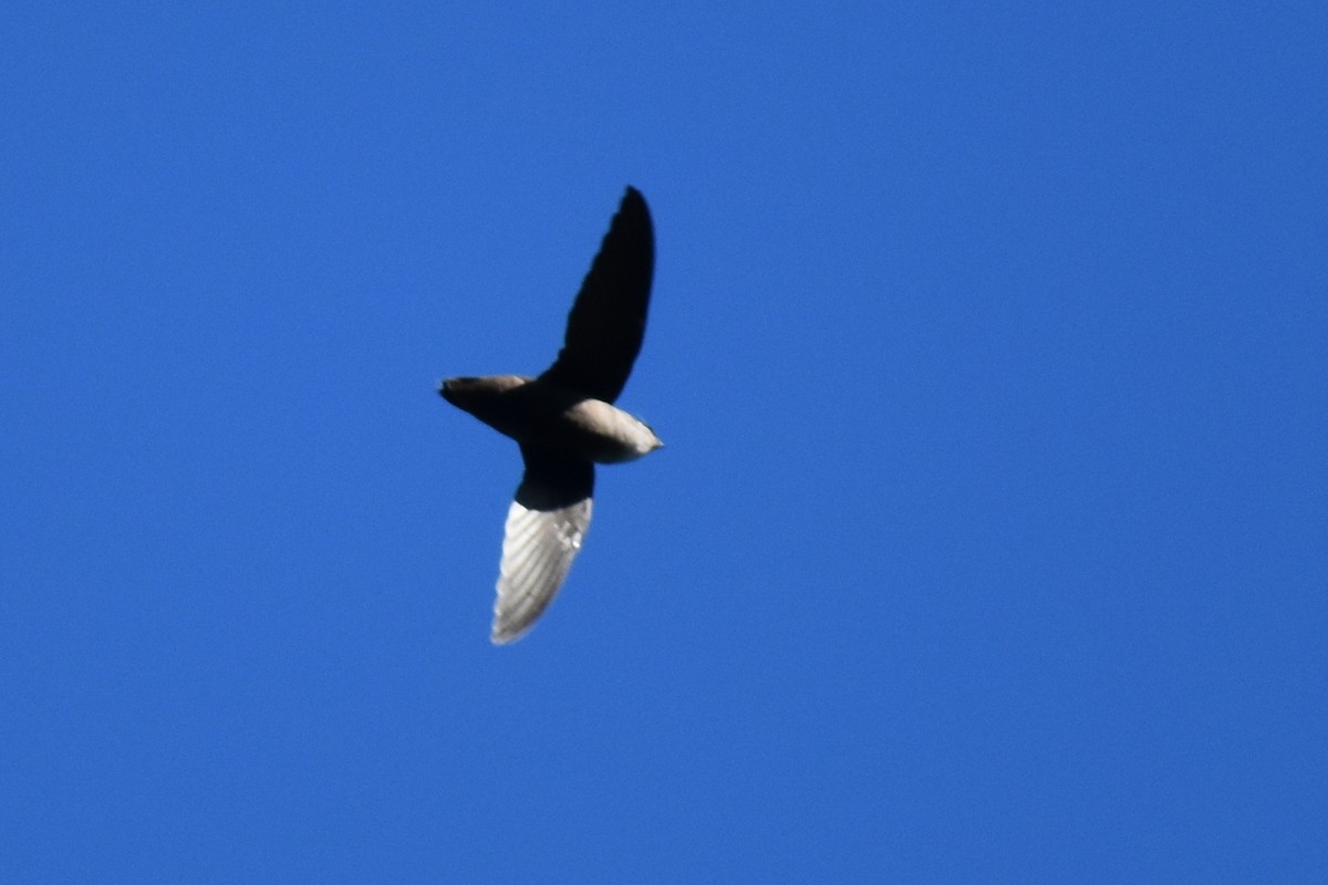 Chimney Swift - ML372535721