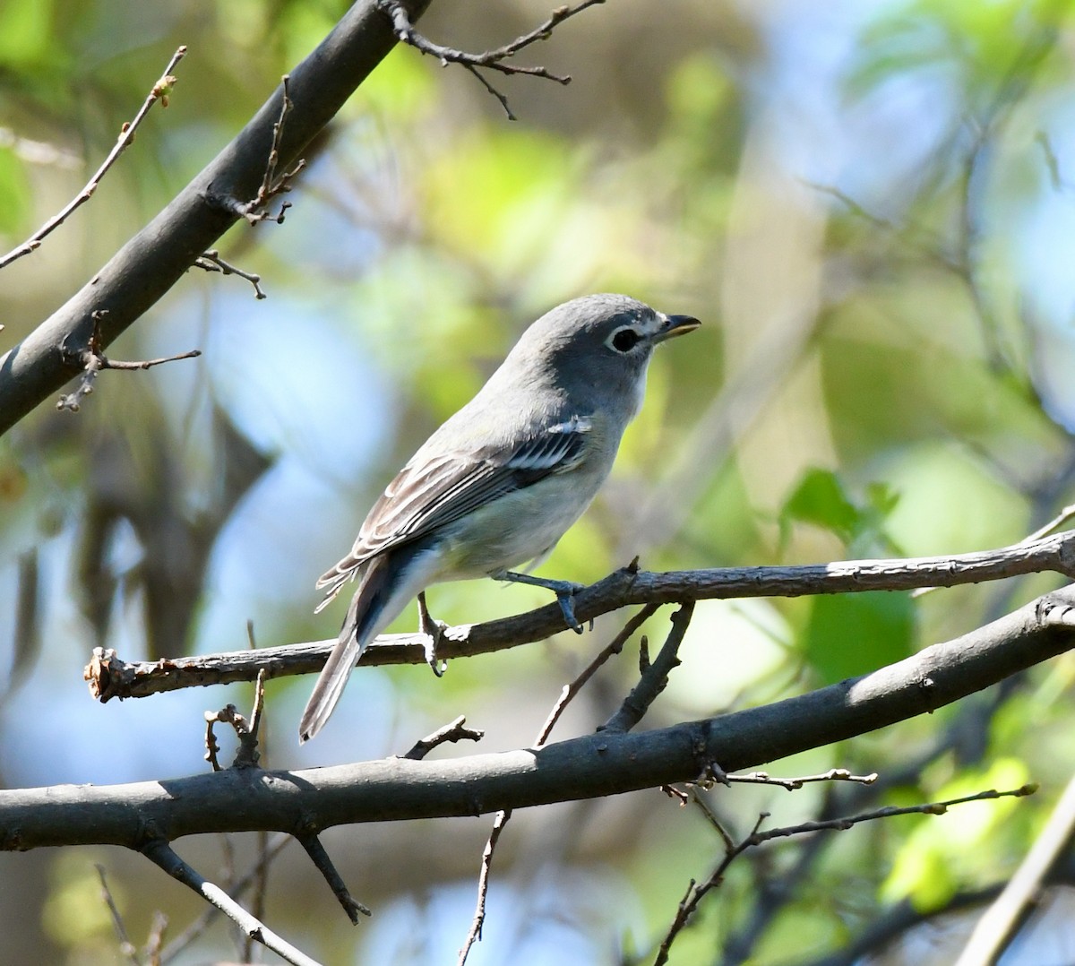 Plumbeous Vireo - ML372536401