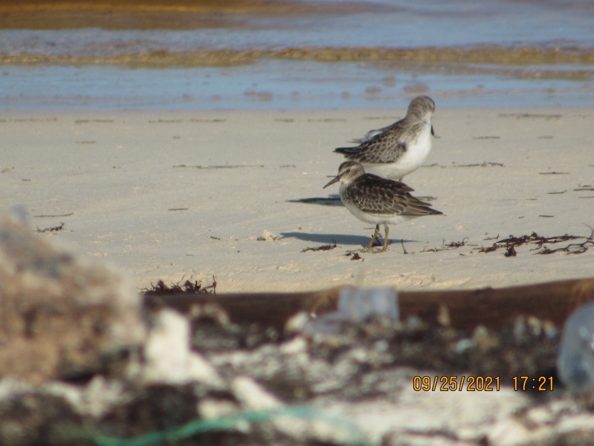 Sanderling - Vivian F. Moultrie