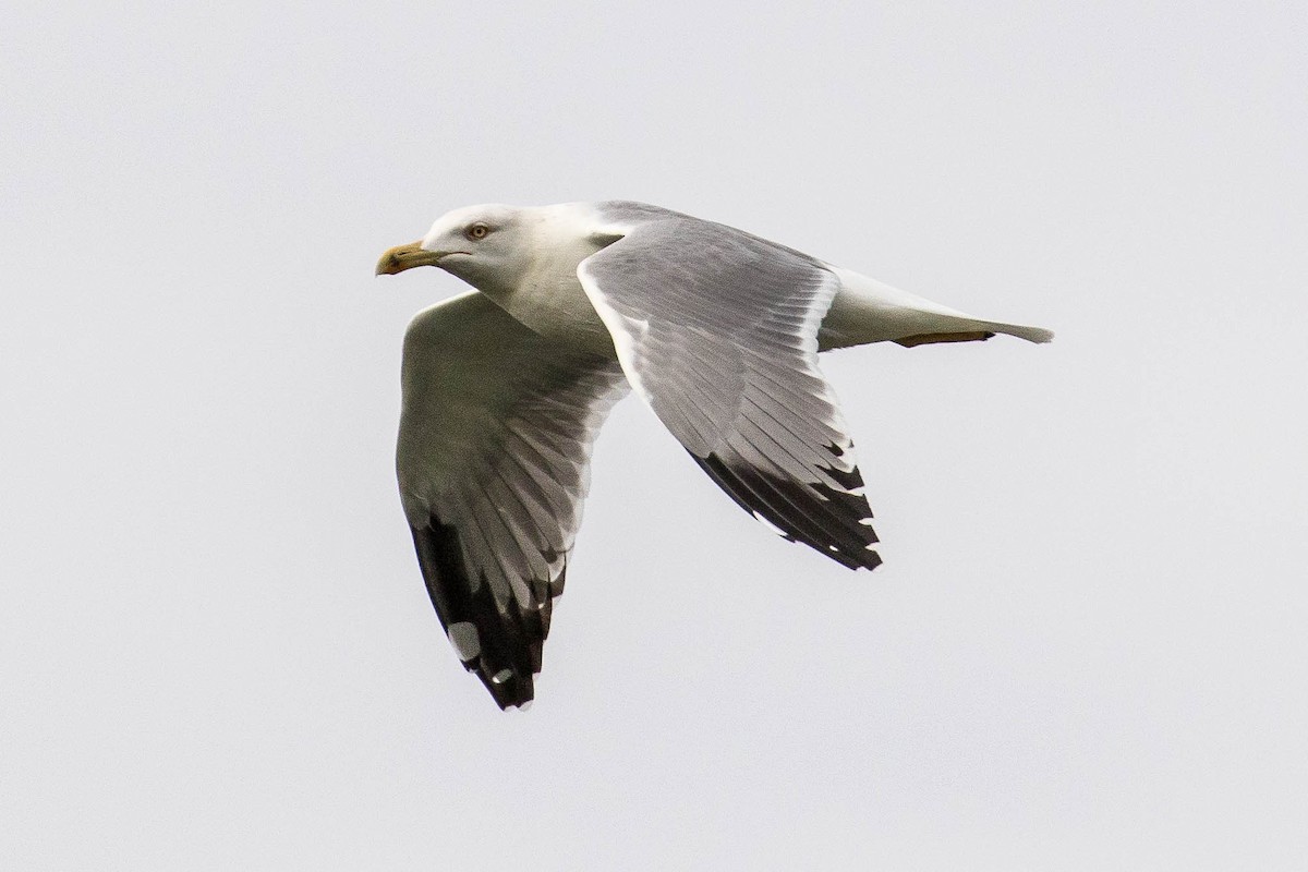 Yellow-legged Gull - ML37253681