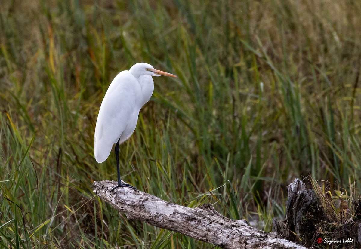 Great Egret - ML37253701