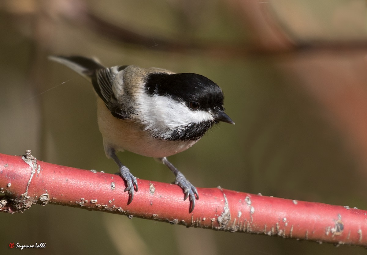 Black-capped Chickadee - ML37253741