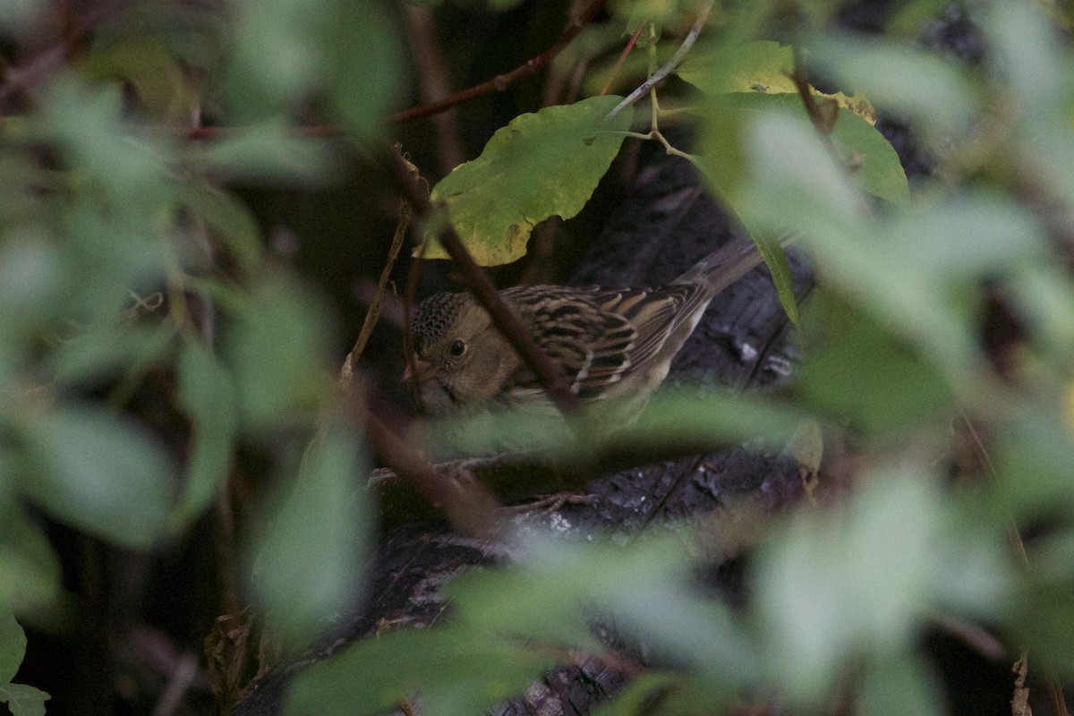 Harris's Sparrow - Gavin McKinnon