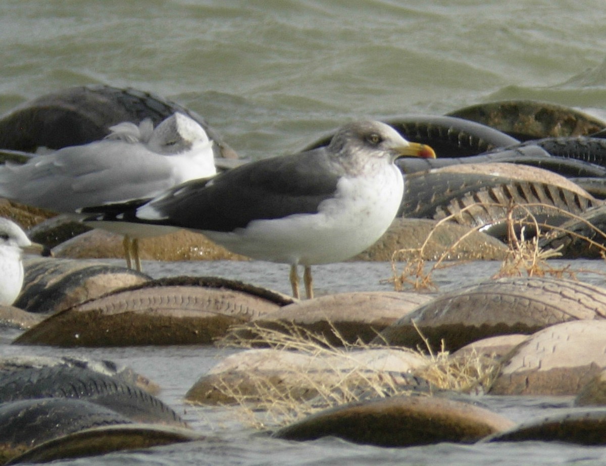 Lesser Black-backed Gull - Jonathan Batkin