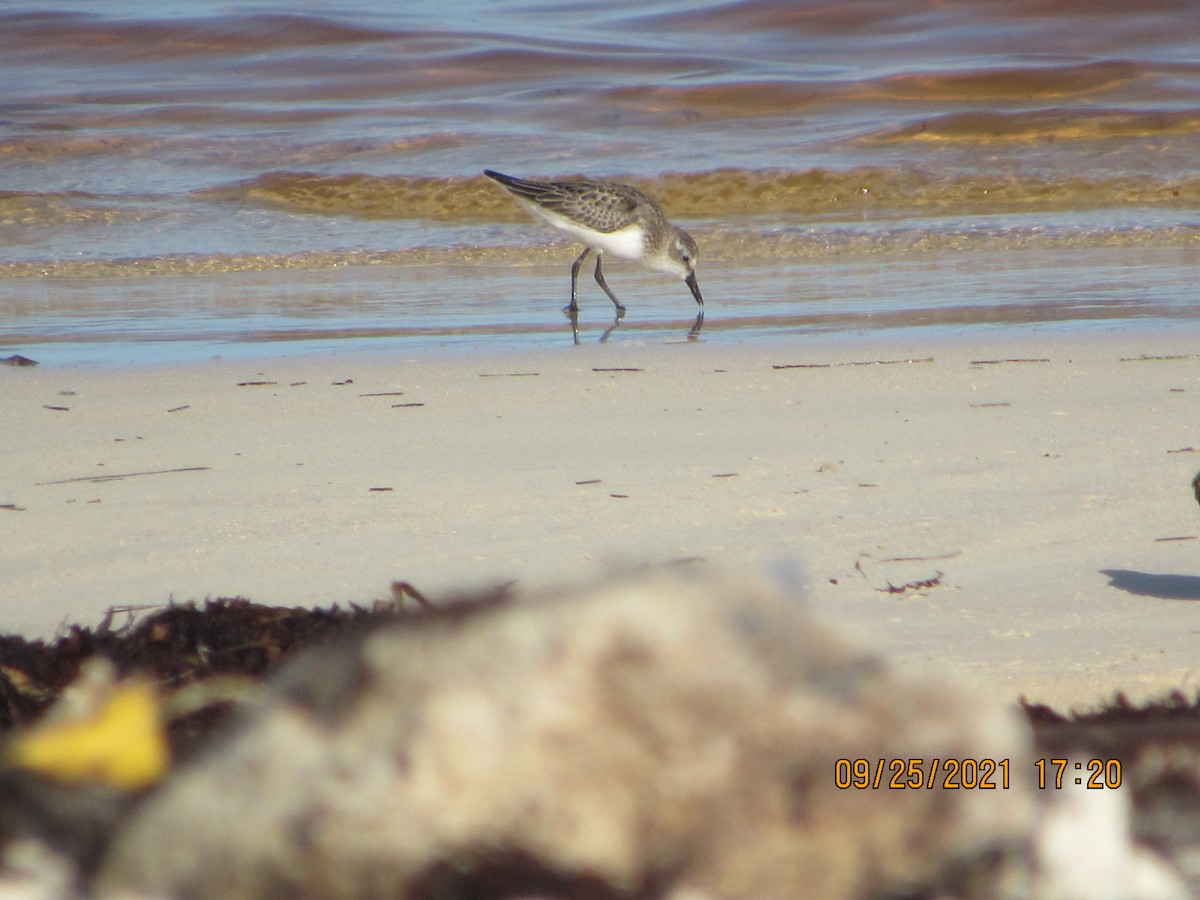 Semipalmated Sandpiper - ML372537871