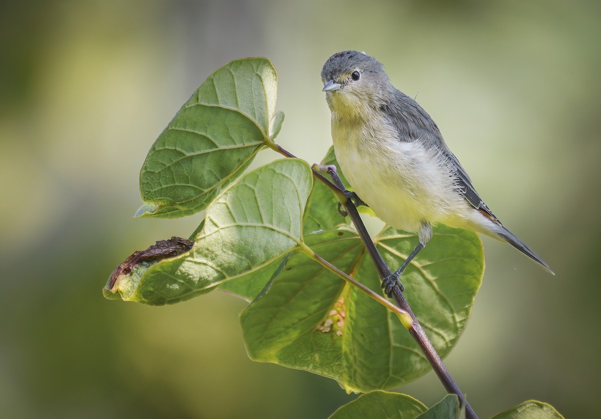 mesquiteparula - ML372538221