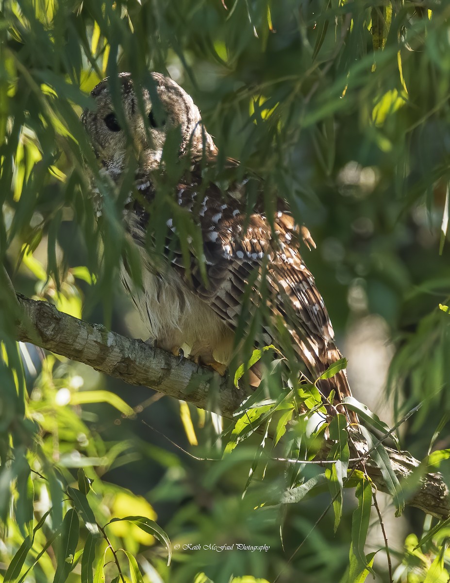 Barred Owl - Keith McFaul