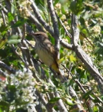 Palm Warbler (Western) - ML372541791