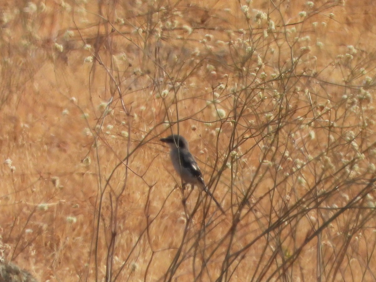 Loggerhead Shrike - ML372542031