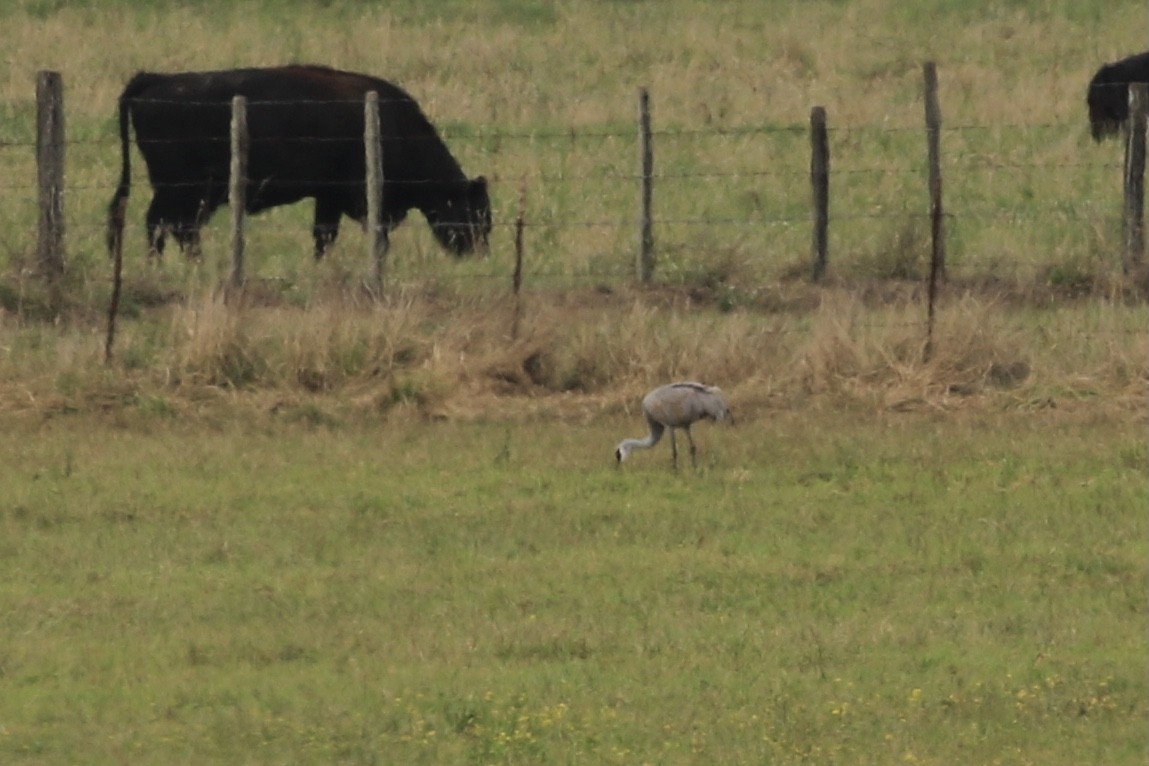 Grulla Canadiense - ML372542121