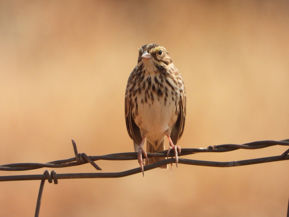 Savannah Sparrow - ML372542141
