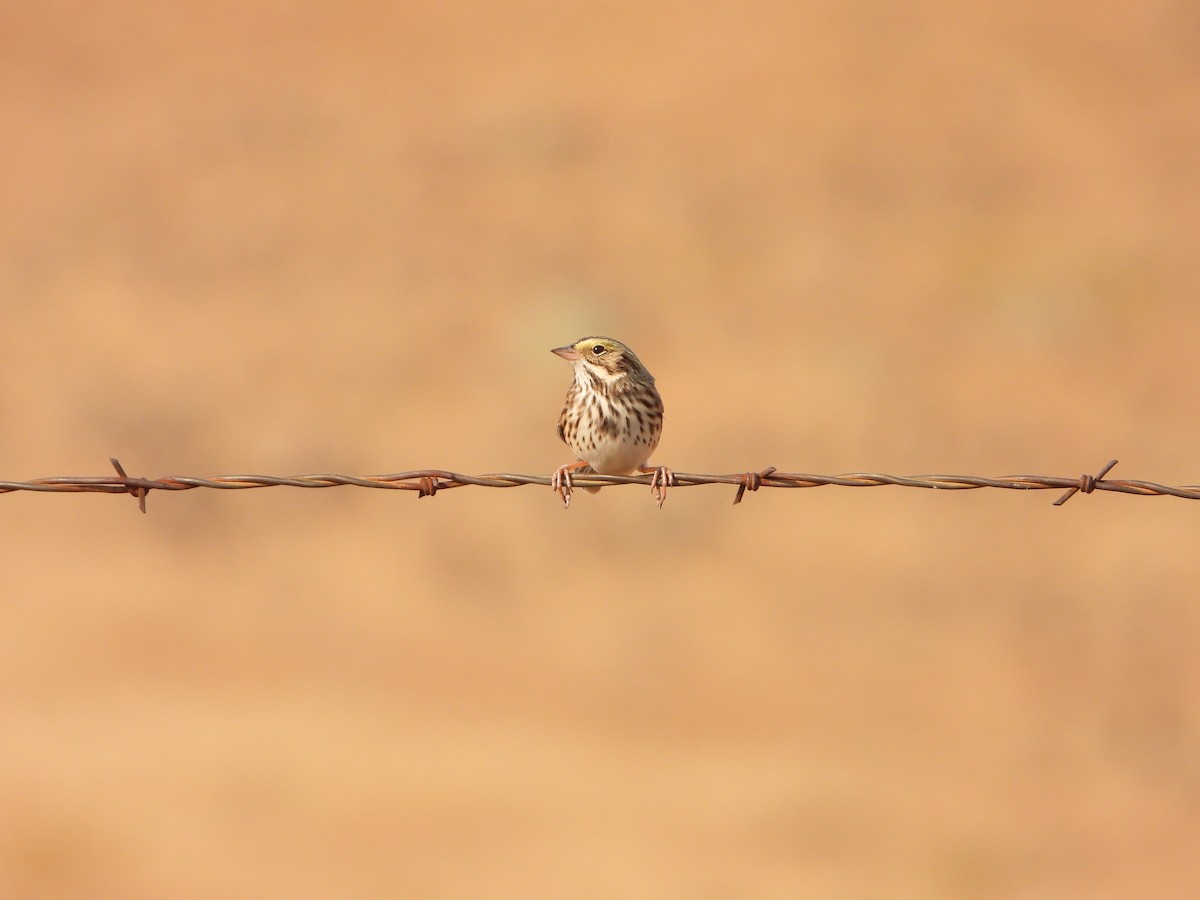Savannah Sparrow - ML372542191