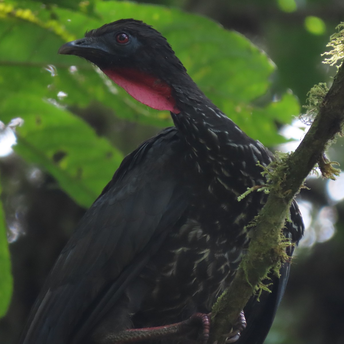Crested Guan - Emily Larson