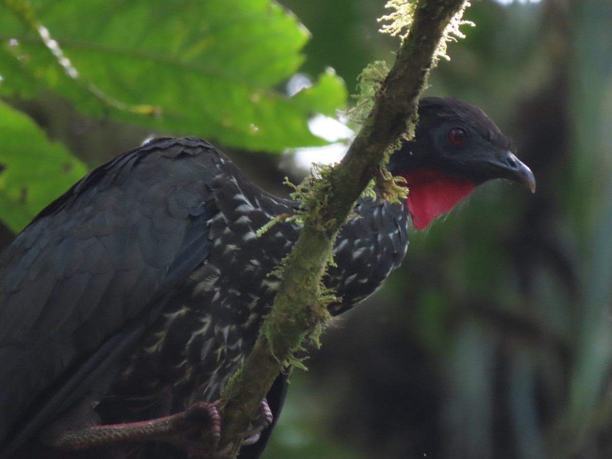 Crested Guan - ML372543001