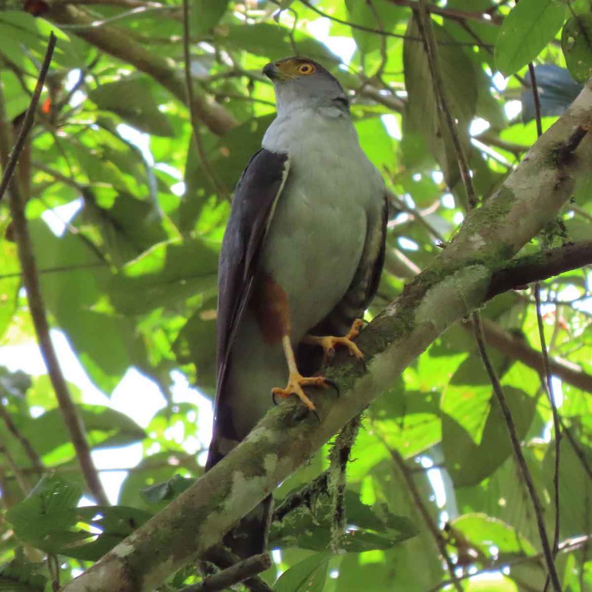 Bicolored Hawk - ML372543461
