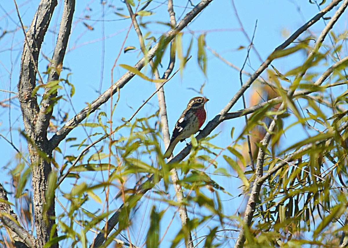 Picogrueso Pechirrosado - ML37254381