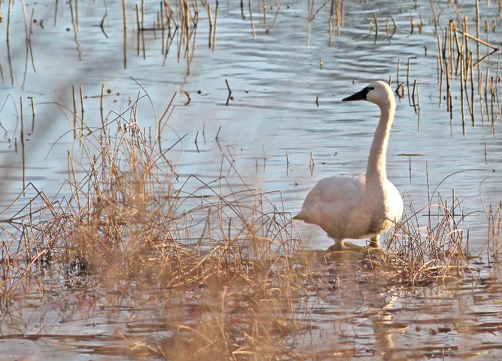 Zwergschwan - ML37254481