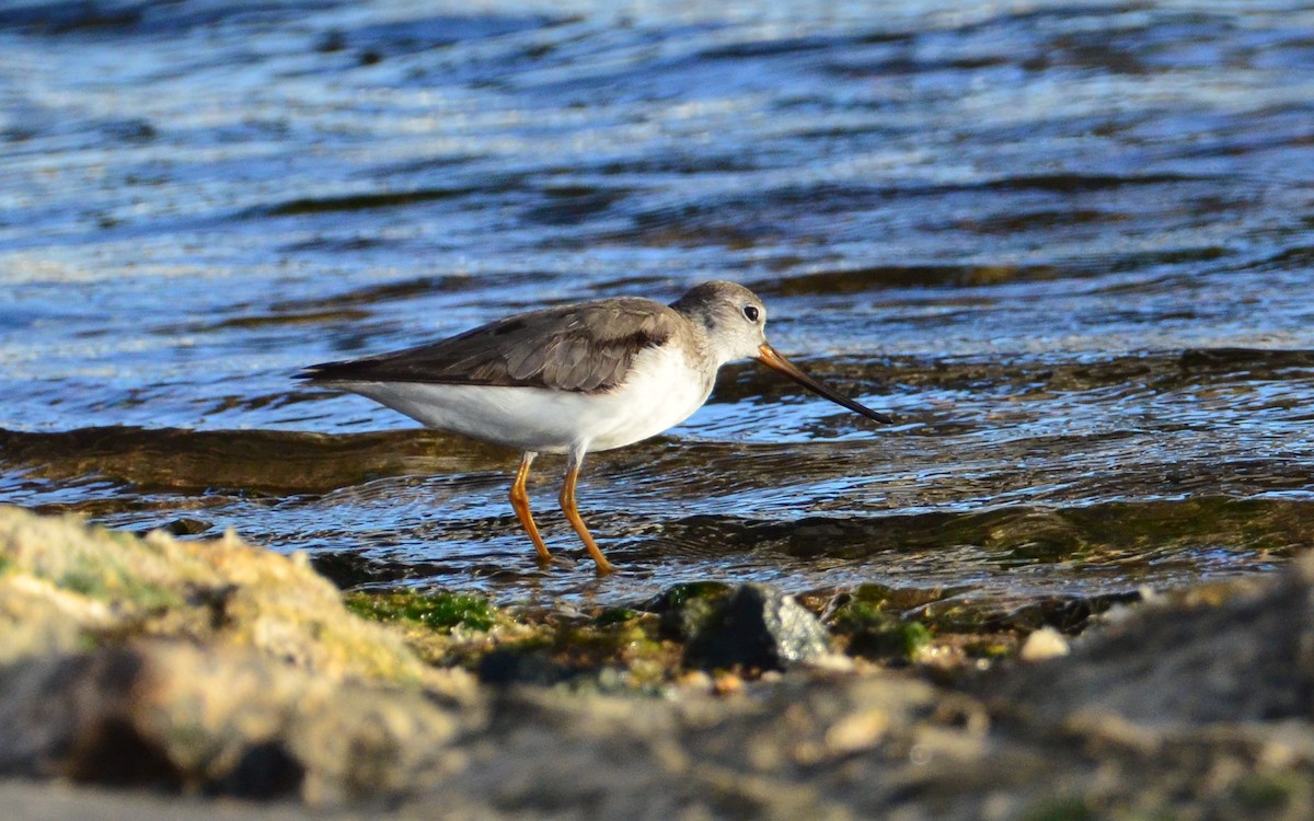 Terek Sandpiper - Rachel Olsen