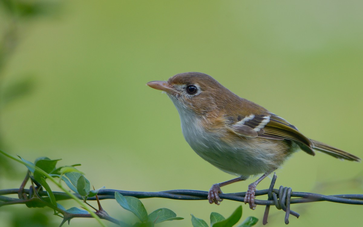 Cozumel Vireo - Luis Trinchan