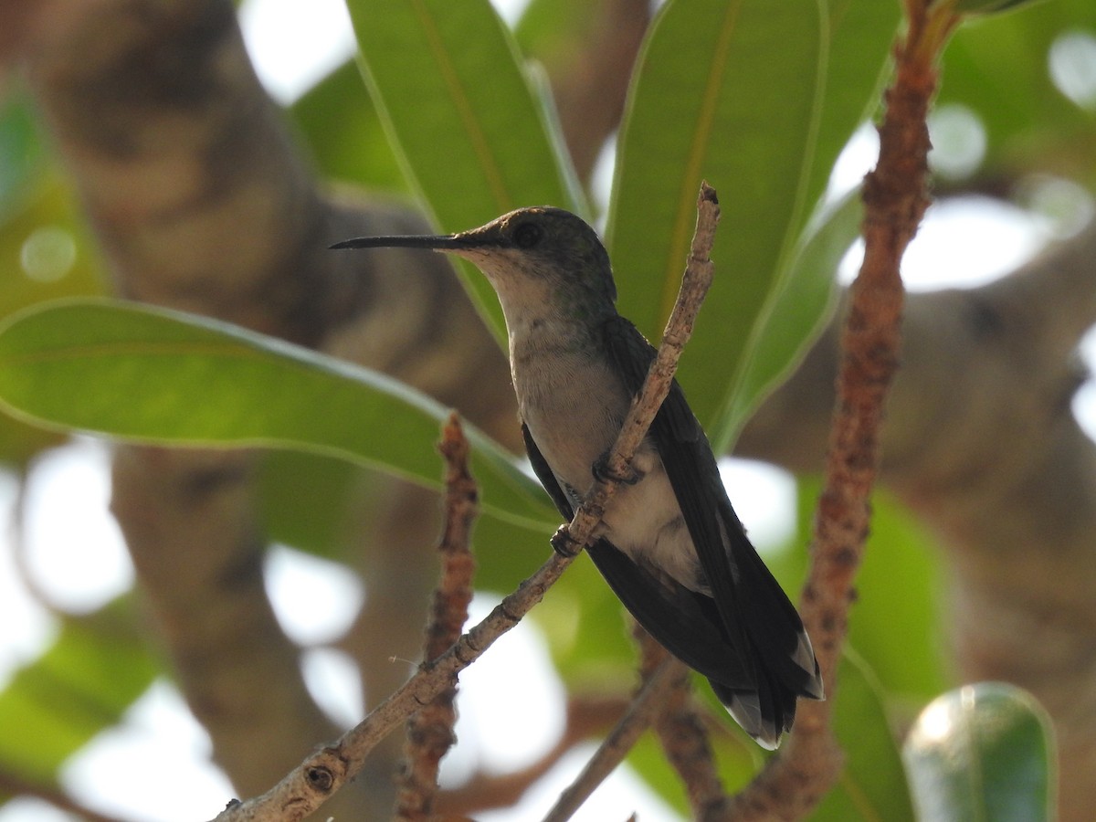 kolibřík nymfový - ML372549511