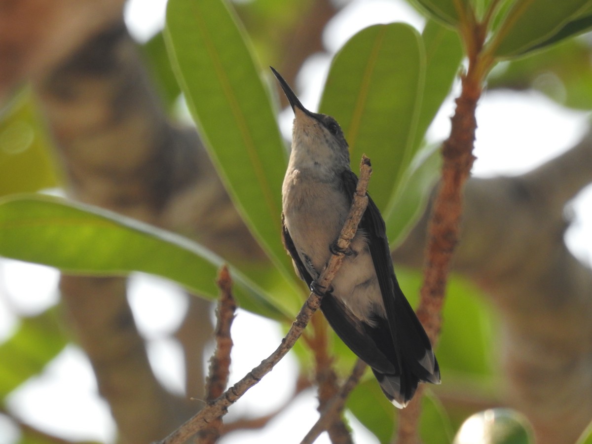 kolibřík nymfový - ML372549821