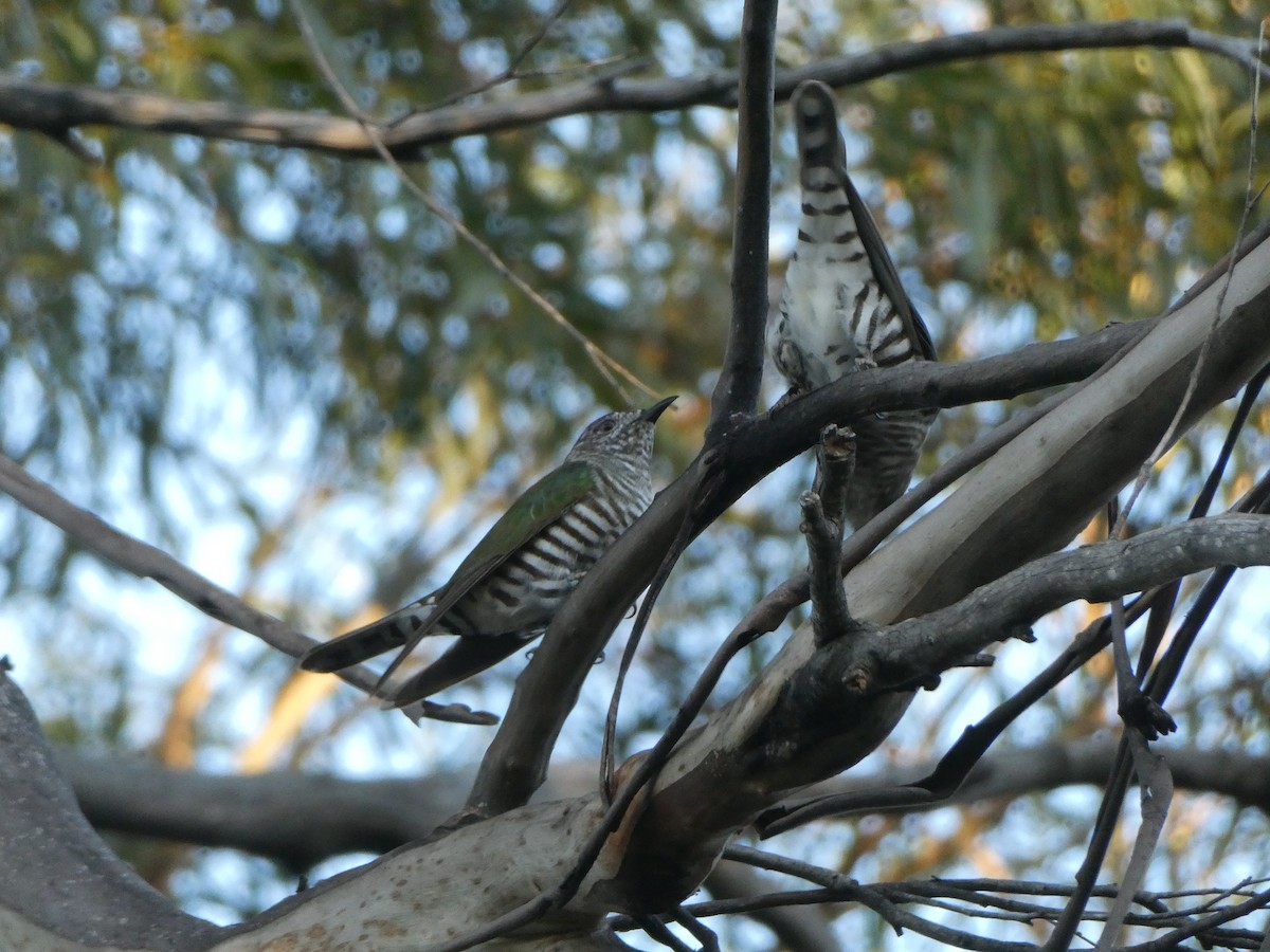 Shining Bronze-Cuckoo - ML372551471