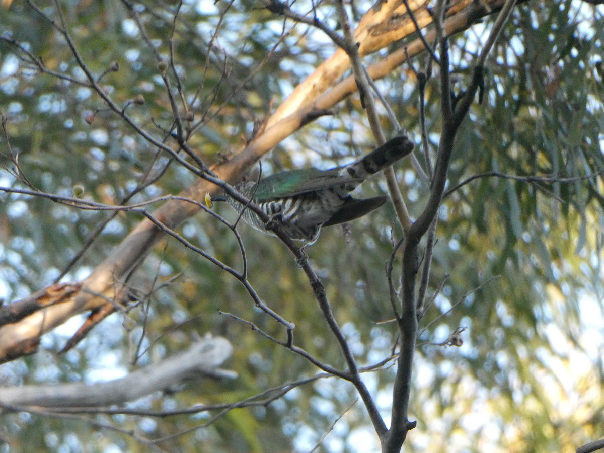 Shining Bronze-Cuckoo - ML372551511