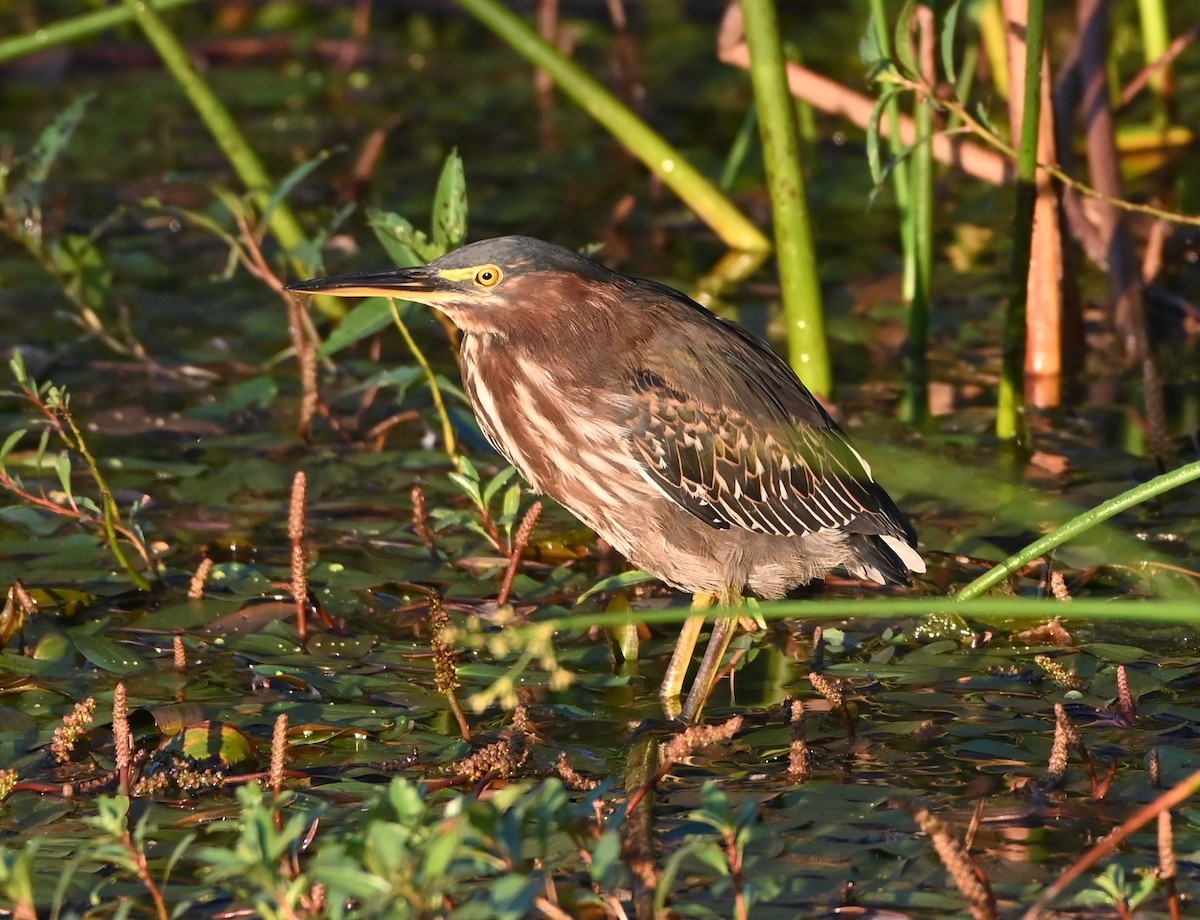 Green Heron - ML372551621