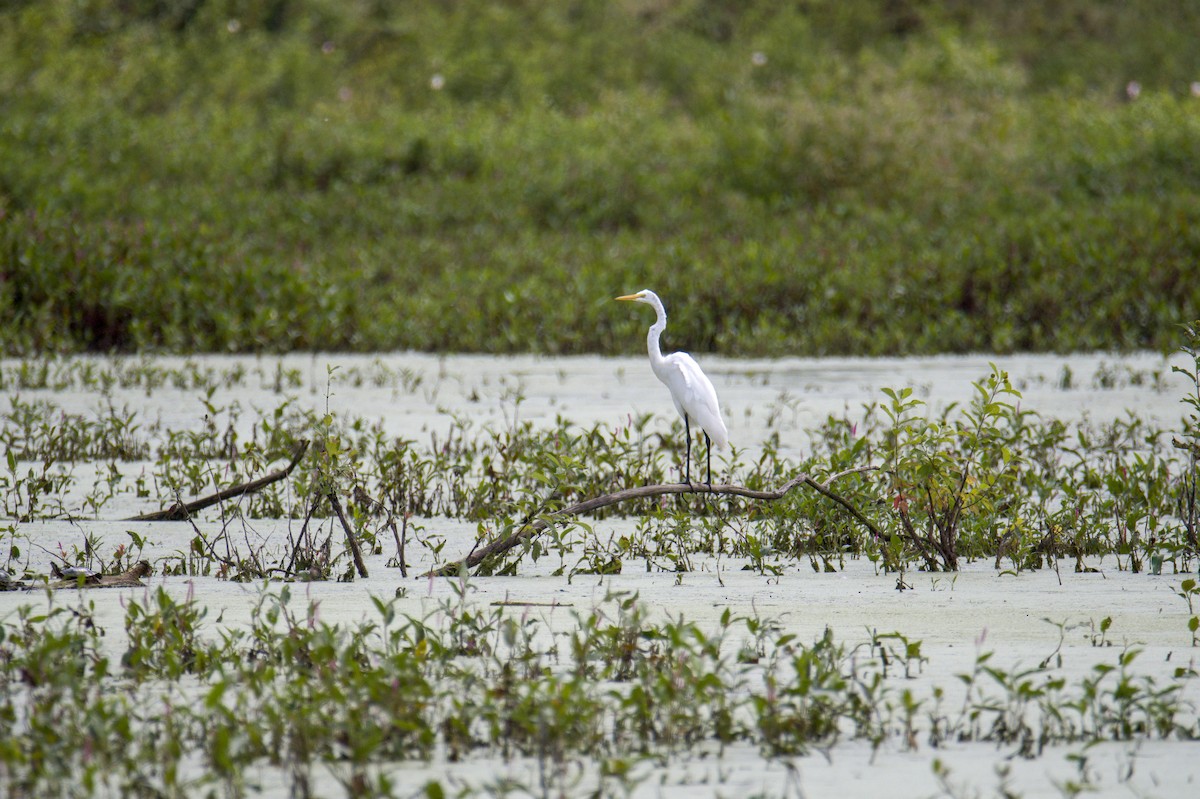 Great Egret - ML372553141