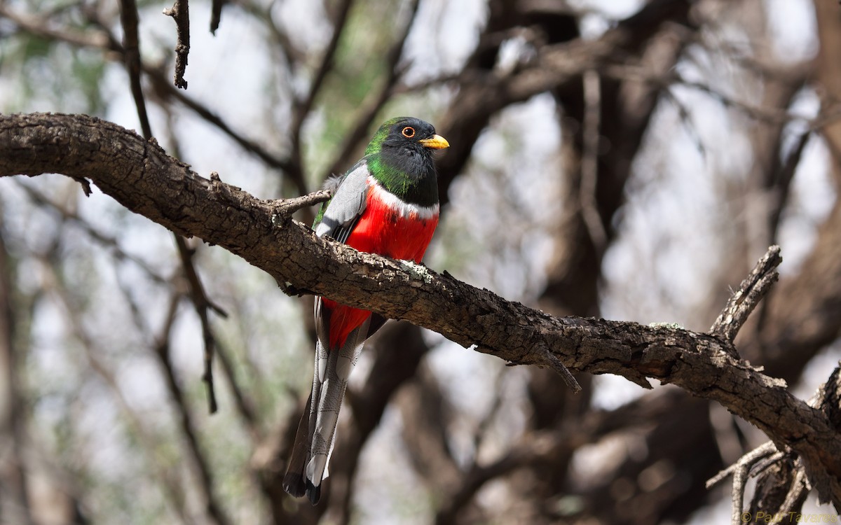 Elegant Trogon - Paul Tavares