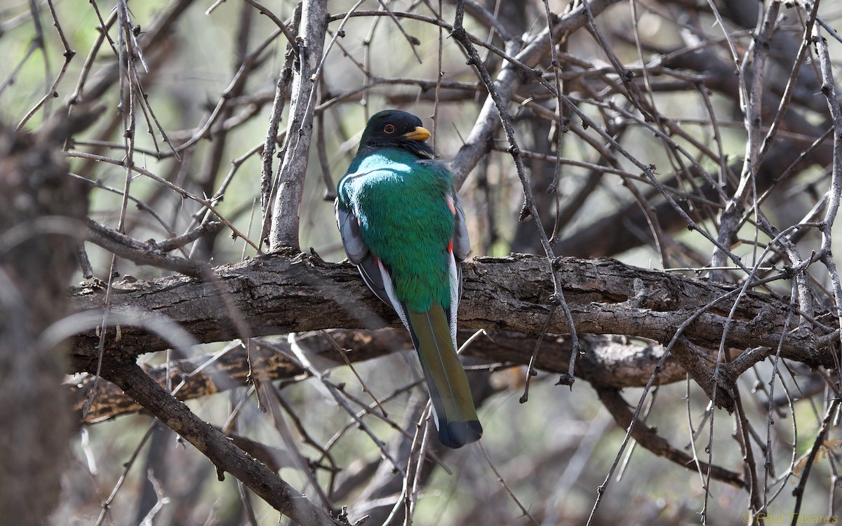 Elegant Trogon - Paul Tavares