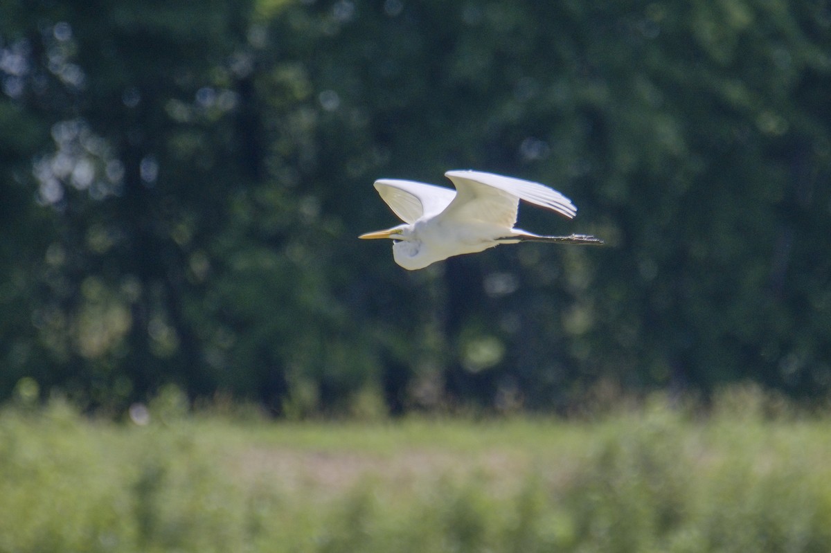 Great Egret - ML372554151