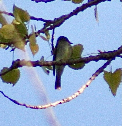 Eastern Wood-Pewee - Jason Steed