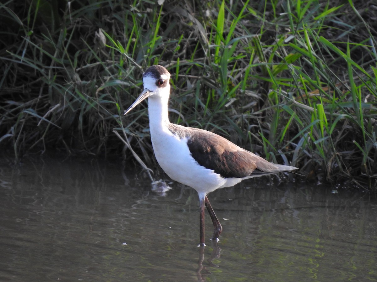 Black-necked Stilt - Michael Eduardo Sasvin Carranza