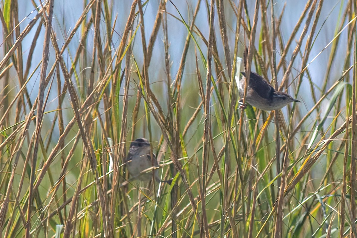 Marsh Wren - ML372560661