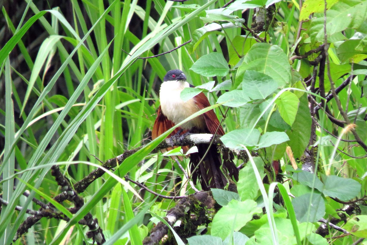 Senegal Coucal - ML372562111