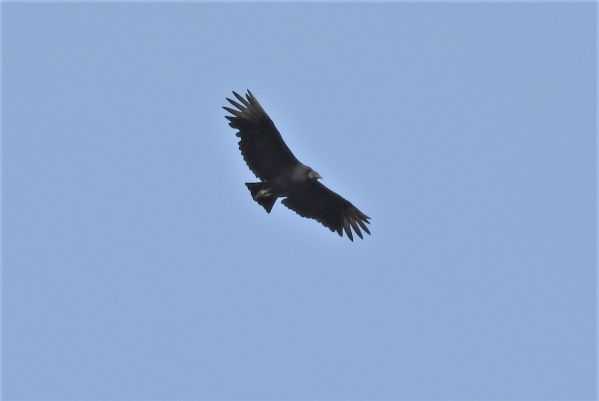Black Vulture - ML372562381
