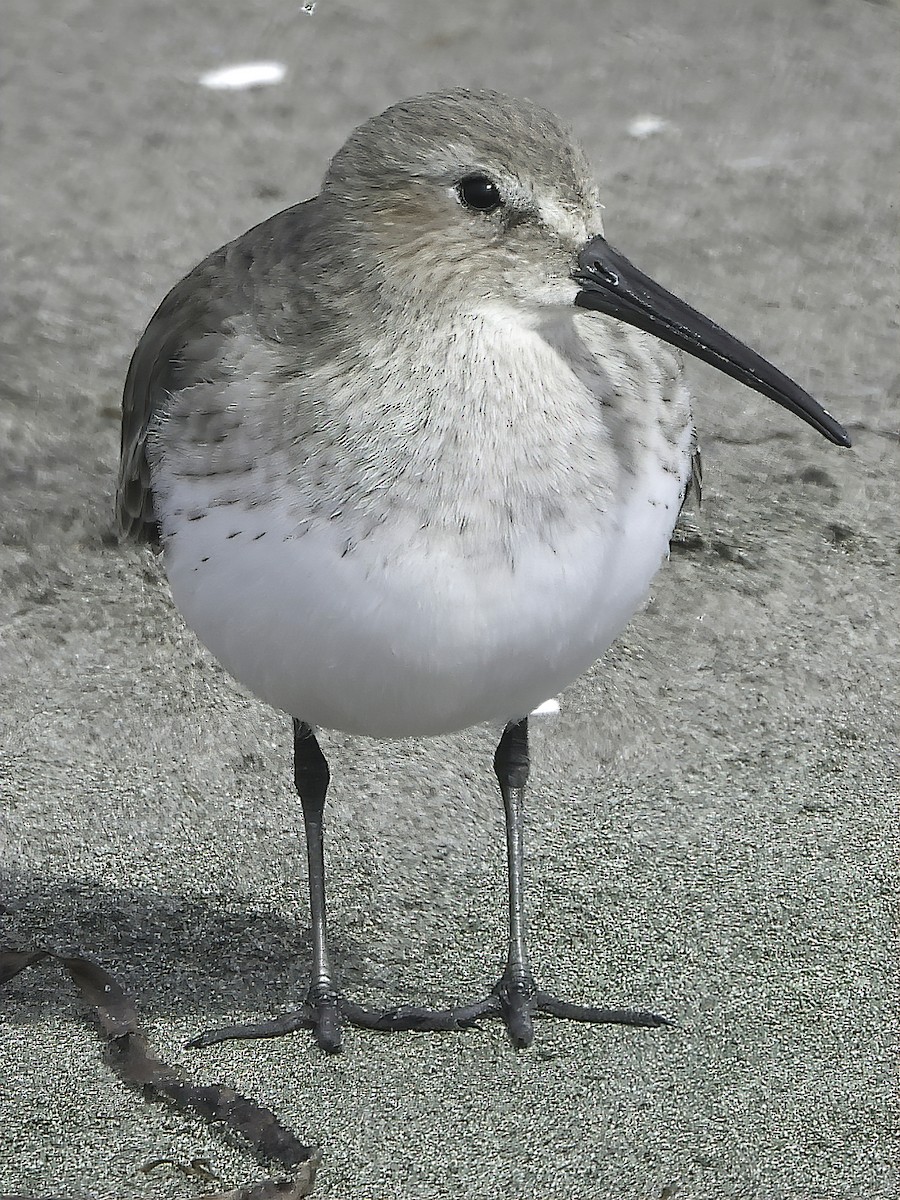 Dunlin - ML372564901