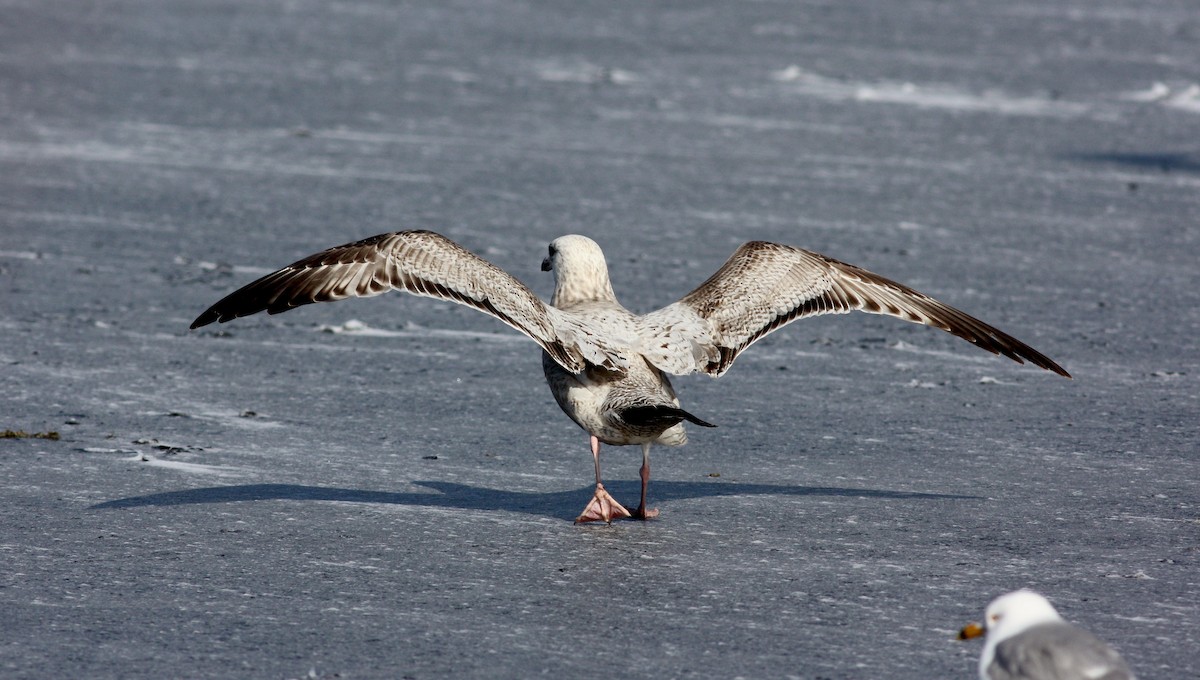 Herring Gull (American) - ML37256491