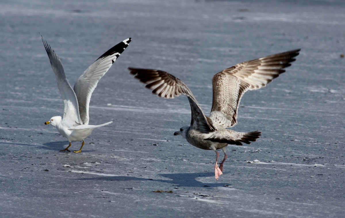 Herring Gull (American) - Jay McGowan