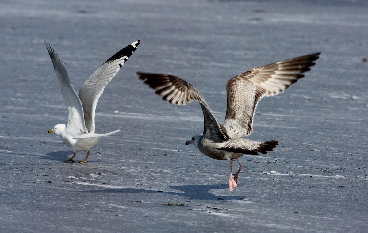 Herring Gull (American) - ML37256501