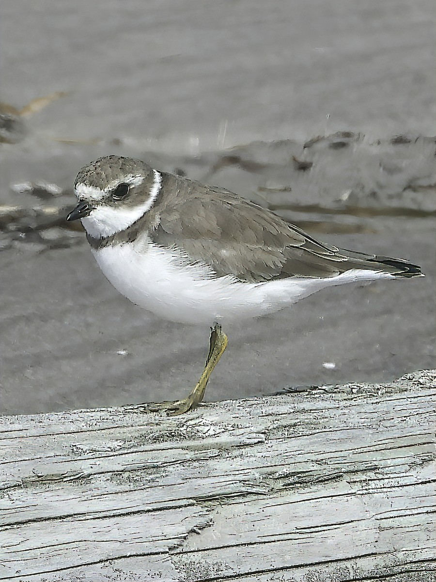 Semipalmated Plover - ML372565081