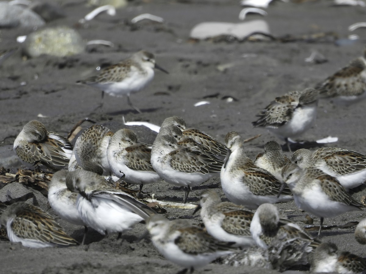 Western Sandpiper - ML372565121