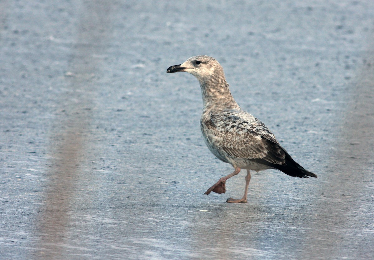 Herring Gull (American) - Jay McGowan