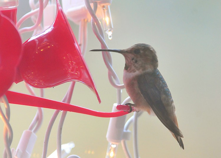 Allen's Hummingbird - ML37256531