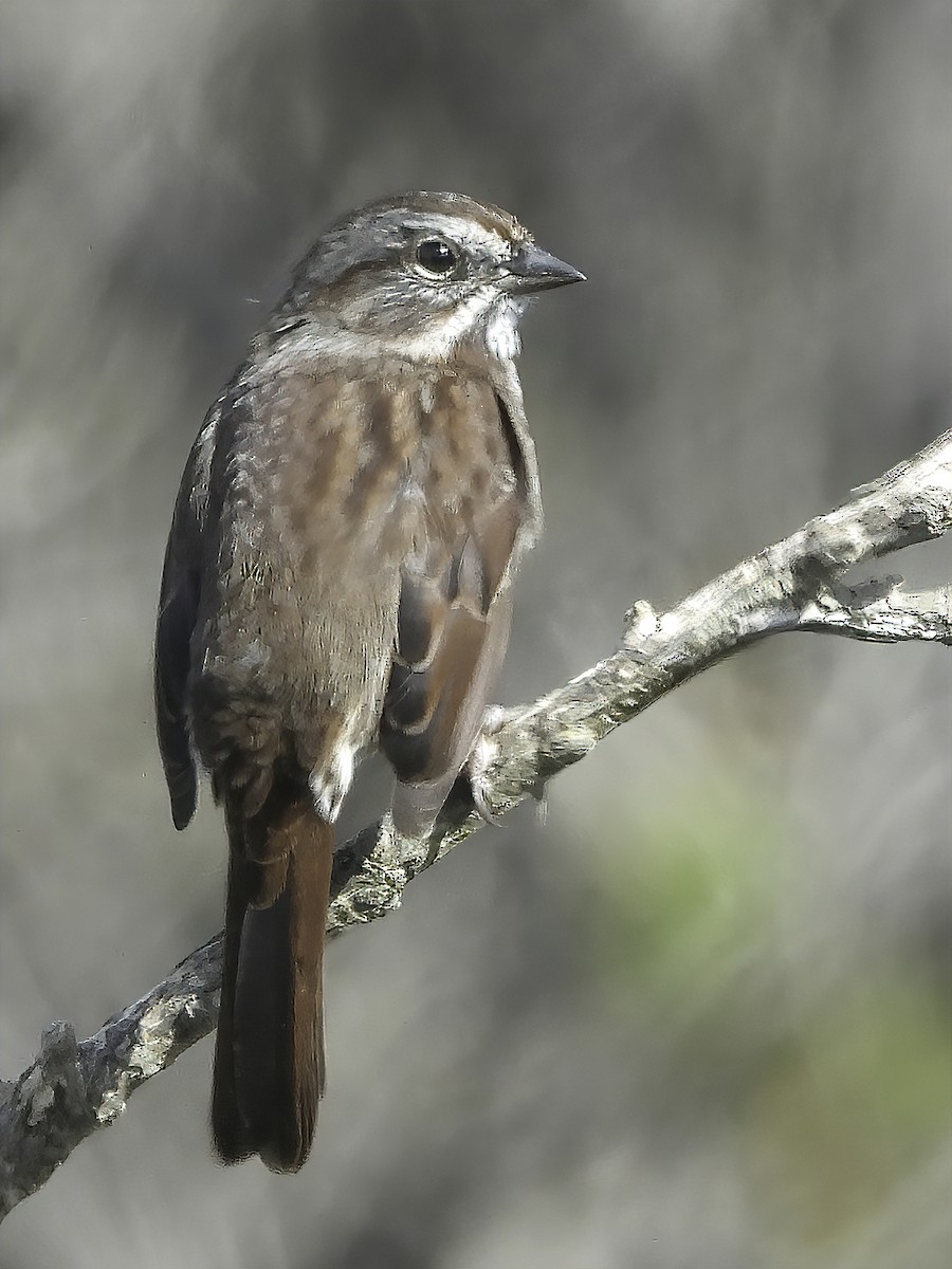 Song Sparrow - ML372565491