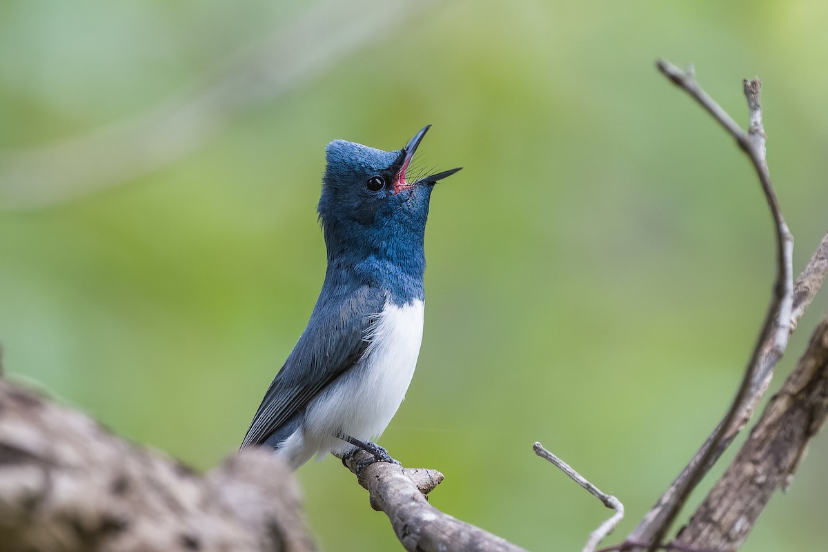 Leaden Flycatcher - ML372566121