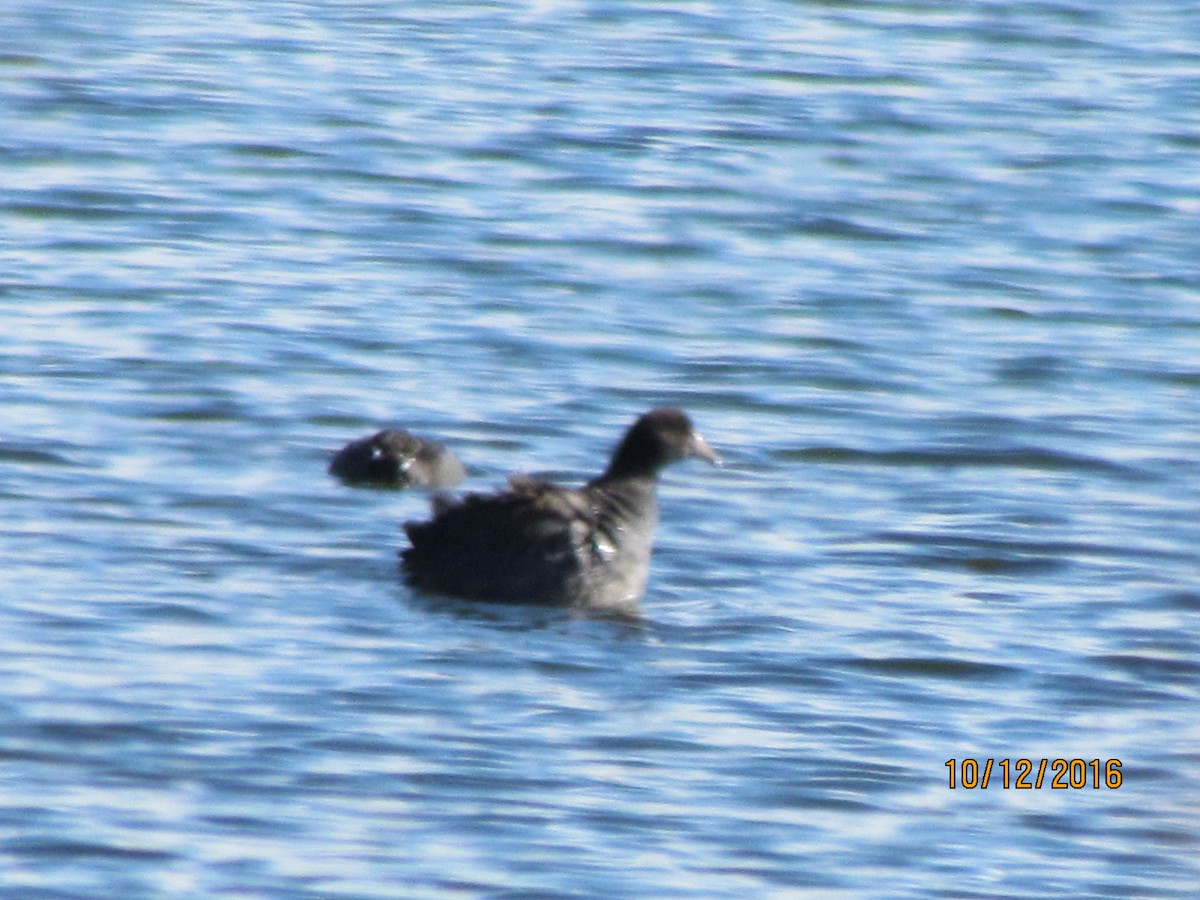 American Coot - ML37256741